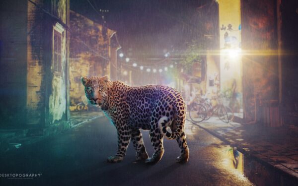 Wallpaper Leopard, Night