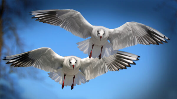 Wallpaper Seabirds, Gulls