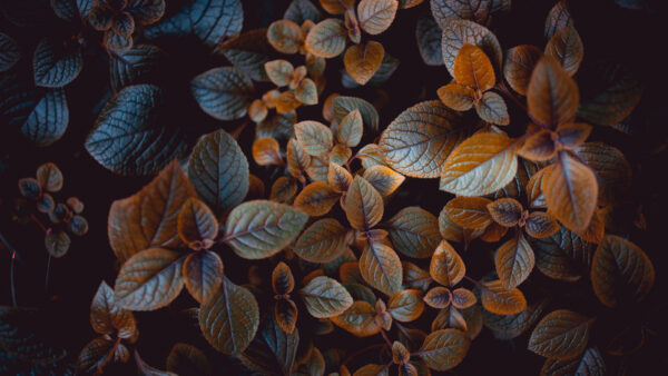 Wallpaper Leaves