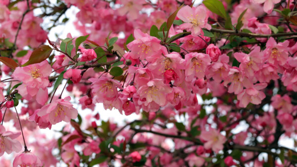 Wallpaper Blossom, Branch, Bloom, Apple, Flowers, Spring