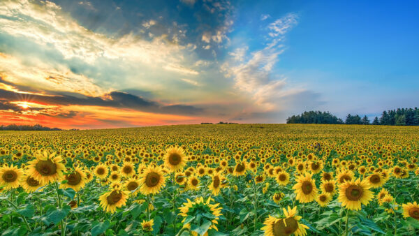 Wallpaper Sunset, During, Sunflowers, Cloudy, Blue, Flowers, Field, Broad, Sky, Under, Desktop