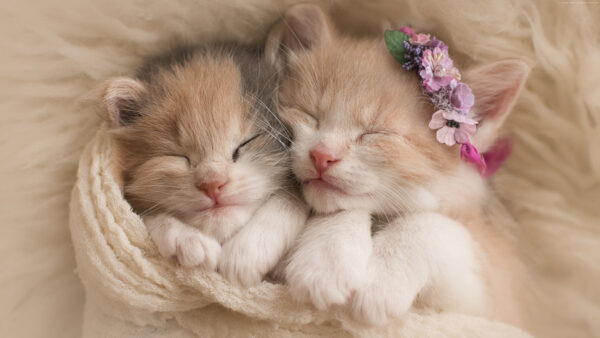 Wallpaper Towel, Sleeping, Beautiful, White, Two, Are, Covered, With, Desktop, Kittens