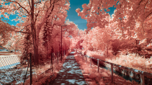 Wallpaper Trees, Mobile, Reflection, Autumn, Light, With, Orange, Path, Desktop, Nature, Between
