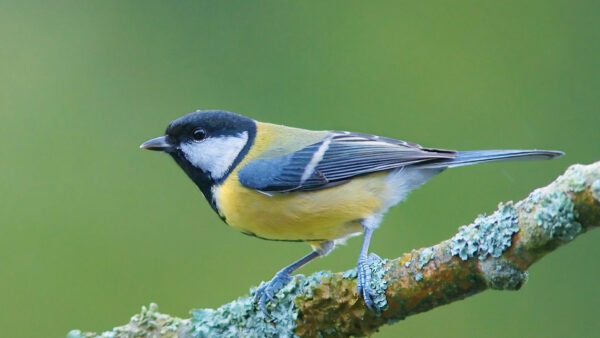 Wallpaper Standing, Bird, Algae, Background, Blue, Branch, Birds, Covered, Yellow, Green