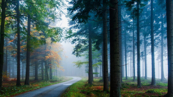 Wallpaper Path, Mist, Between, Trees, Forest, Long, Green, Leafed, With, Nature