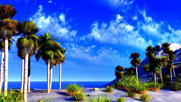 Wallpaper Palm, View, With, Body, Nature, Trees, Under, Landscape, Sand, Blue, Desktop, Cloudy, Sky, Water, White, Beach