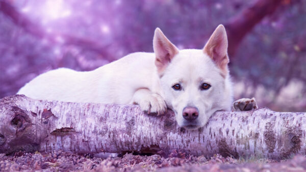 Wallpaper Dog, Lying, 4k, Muzzle, Log