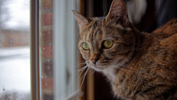 Wallpaper Mobile, White, Near, Yellow, Glass, Brown, Cat, Standing, Eyes, Window, Desktop