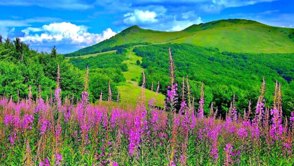 Wallpaper Mountains, Greenery, Background, Cloudy, Purple, Flowers, Sky, Blue, Field, Under