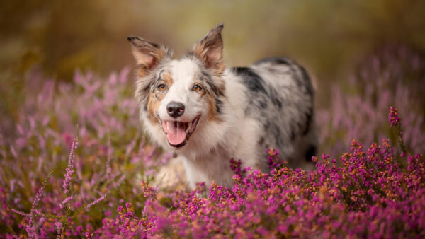 Wallpaper Flowers, Animals, Mobile, Purple, Around, Border, Collie, Desktop