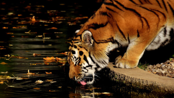 Wallpaper Animals, Desktop, Tiger, Body, Water, Walking, Road, Near