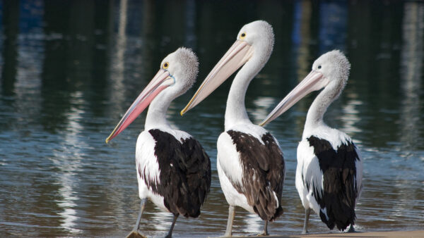 Wallpaper Standing, Pelican, Body, Desktop, Animals, White, Water, Near, Black, Three