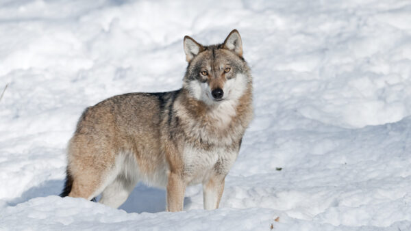 Wallpaper Landscape, Covered, Animals, Wolf, Standing, Desktop, Snow, Around