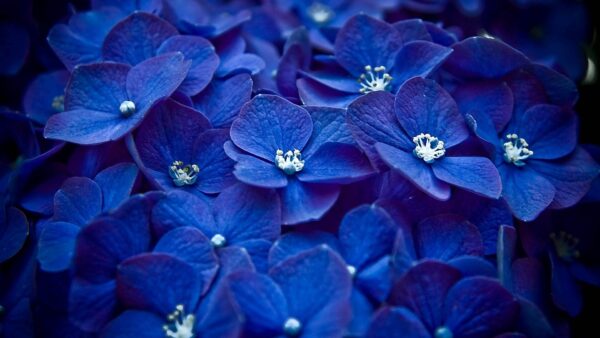 Wallpaper Blue, Desktop, Petals, Flowers