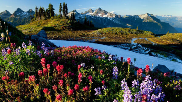 Wallpaper Mountains, Covered, Colorful, Snow, Desktop, Spring, Field, Flowers