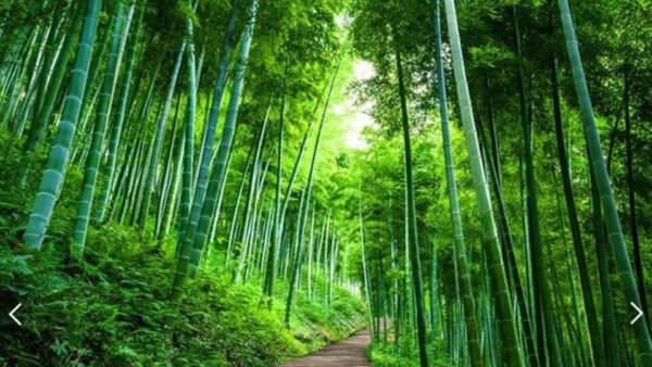 Wallpaper Forest, View, Worm’s, Path, Nature, Bamboo, Green, Between, Eye, Trees