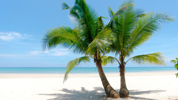 Wallpaper Sky, Under, Ocean, Nature, Beach, White, Blue, Mobile, Background, Trees, Sand, Palm, Desktop