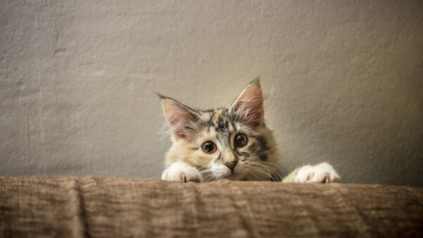 Wallpaper Couch, Behind, Cat, Desktop, Cute, WALL, Sitting, Background, Animals, White, And, Brown
