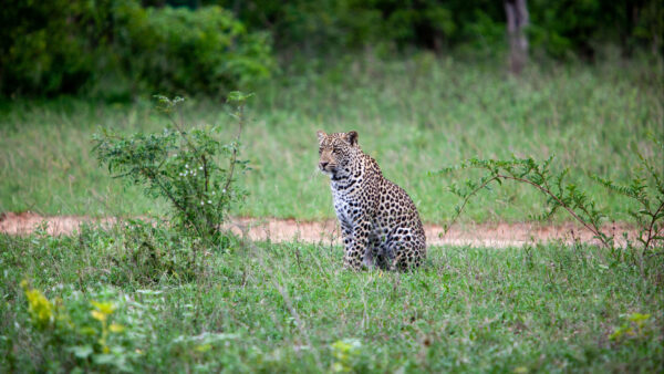 Wallpaper Blur, Green, Desktop, Grass, Background, Leopard, Mobile, Sitting