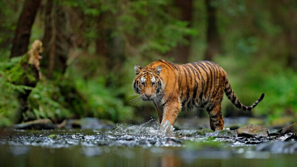 Wallpaper Walking, Forest, Blur, Water, Tiger, Background