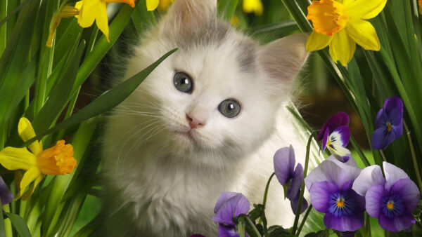 Wallpaper White, Kitten, Flowers, Desktop, The, Black, Green, Grass, Cat, Middle, And