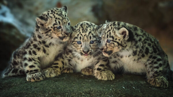 Wallpaper Animals, Gray, Eyes, Desktop, Small, Leopards, With