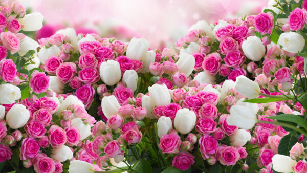 Wallpaper Bouquet, White, Roses, Leaves, Pink, Desktop, With, Rose