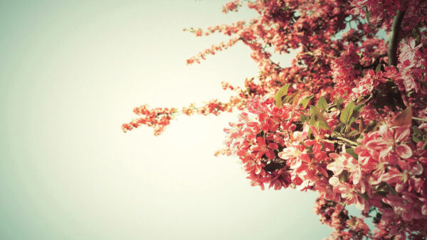 Wallpaper White, With, Branch, Flowers, Leaves, Under, Sky, Desktop