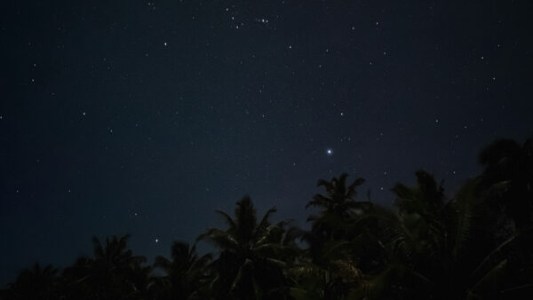 Wallpaper Nature, Under, Palm, During, Nighttime, Trees, Starry, Beautiful, Sky