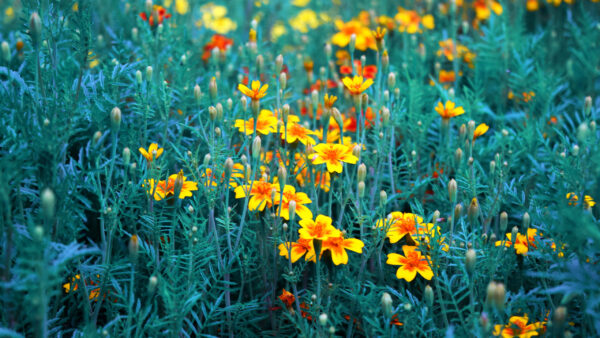 Wallpaper Red, Leaves, Plant, Yellow, Field, Green, Flowers