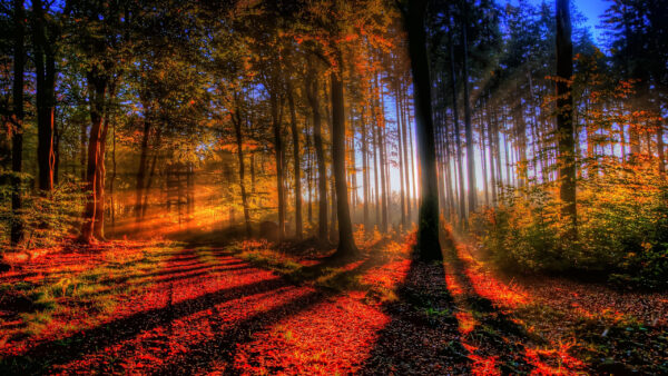 Wallpaper And, Forest, Desktop, Nature, Trees, Sunbeam, With