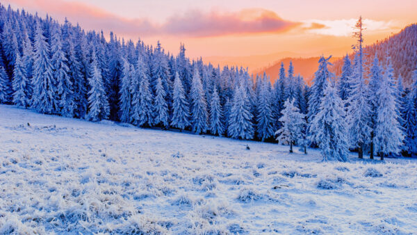 Wallpaper Covered, Forest, Hills, During, Mobile, Winter, Sunset, Field, Snow, Beautiful, Desktop, Grass, Trees