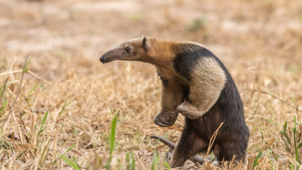 Wallpaper Grass, Standing, Dry, Vermilingua, Animals, Field