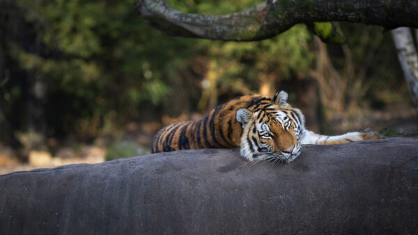 Wallpaper Lying, Desktop, Rock, Tiger, Animals