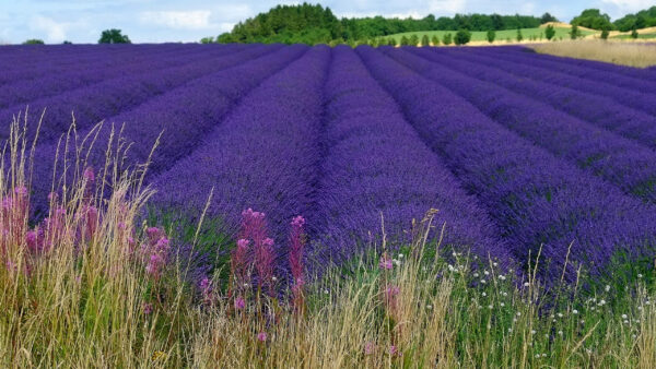 Wallpaper Field, View, Purple, Spring, Landscape, Flowers