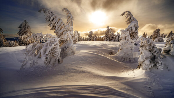 Wallpaper During, Hills, Morning, Snow, Covered, Nature, With, Trees, Dawn