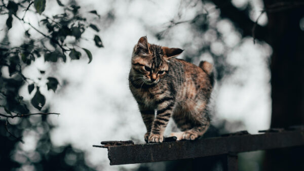 Wallpaper Kitten, Cat, Wood, Desktop, Background, Black, Bokeh, Mobile, Blur, Brown, Standing