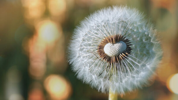 Wallpaper Dandelion, Closeup, Bokeh, View, Nature, Background