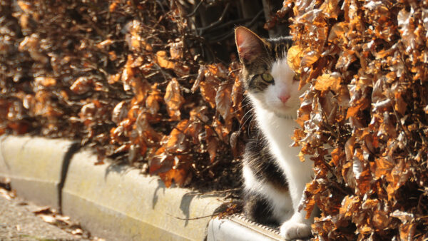 Wallpaper White, Cat, Black, Desktop, Dry, Behind, Plants, Leaves, Sitting