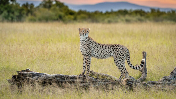 Wallpaper Cat, Trunk, Big, Tree, Cheetah, Standing