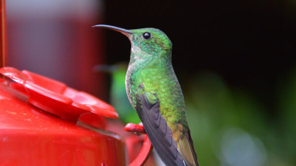 Wallpaper Box, Blur, Standing, Green, Background, Birds, Red, Hummingbird