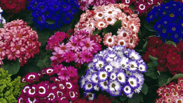 Wallpaper Desktop, Cineraria, Flowers, Colorful