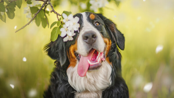 Wallpaper Background, Tongue, With, Pet, Bernese, Blur, Dog, Green, Out