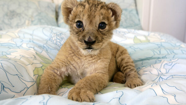 Wallpaper Couch, Lion, Sitting, Cub