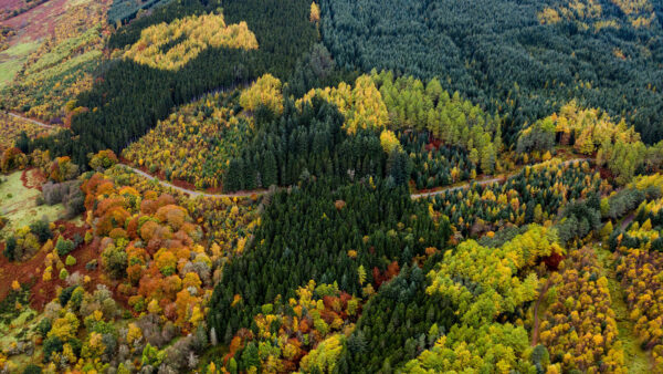 Wallpaper Road, Colorful, Fall, Trees, Desktop, Forest, Mobile, Photography, Autumn