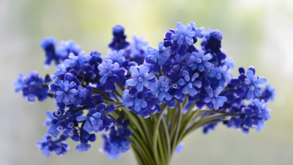 Wallpaper Bunch, Desktop, Blue, Mobile, Flowers, Blur, Background, Vase