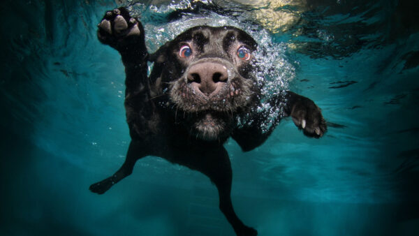 Wallpaper Funny, Black, Retriever, Body, Labrador, Under, Water, Dog