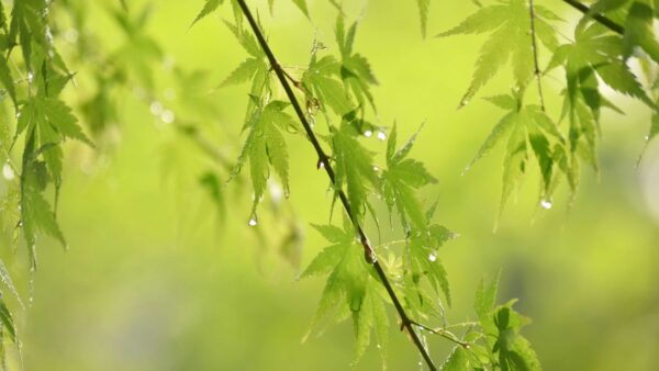 Wallpaper Leaves, Desktop, Trees, Green, Background, With, View, Nature, Closeup, Water, Mobile, Blur, Drops, Branches