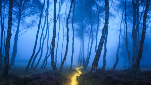 Wallpaper Path, Nature, Sunset, Forest, Trees, Fog, Covered, During, Between