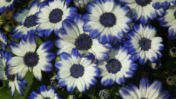 Wallpaper View, Flowers, Cineraria, White, Closeup, Blue